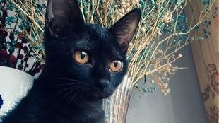 黑猫在线观看,暗夜追踪者的神秘之旅